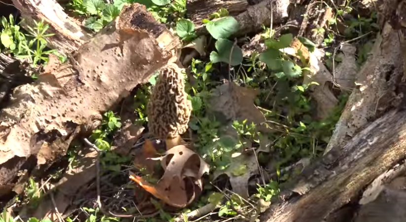 morel mushroom hunting guide